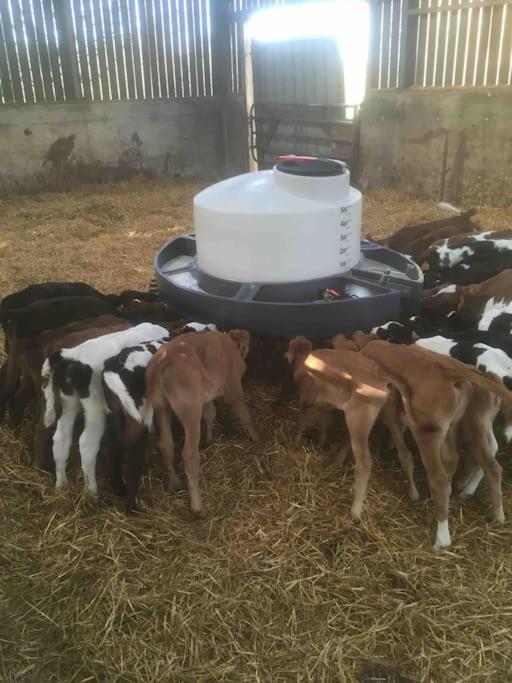 Gite A La Ferme, Au Coeur Du Mene Laurenan Exterior photo